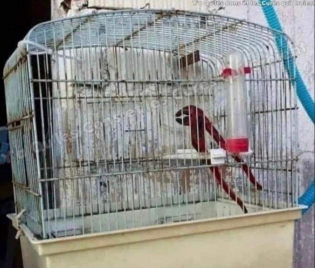 Вы спрашивали, есть ли у меня домашняя живность, коллеги.
