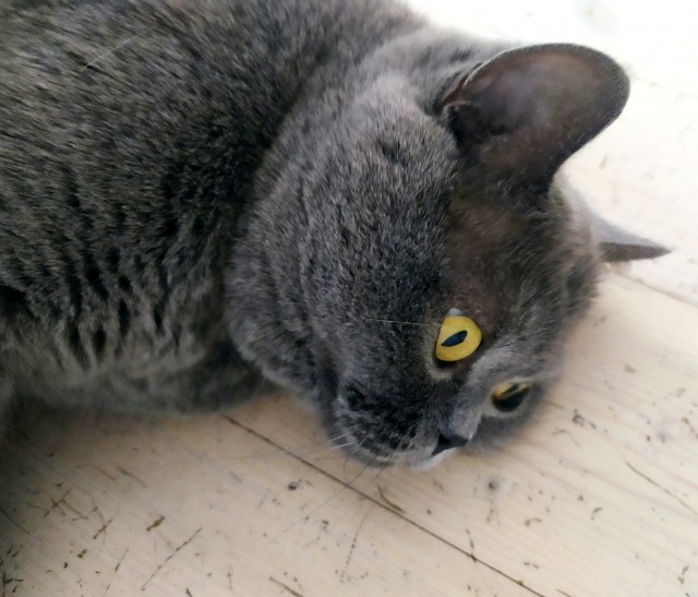 Котовторник ведь начался!