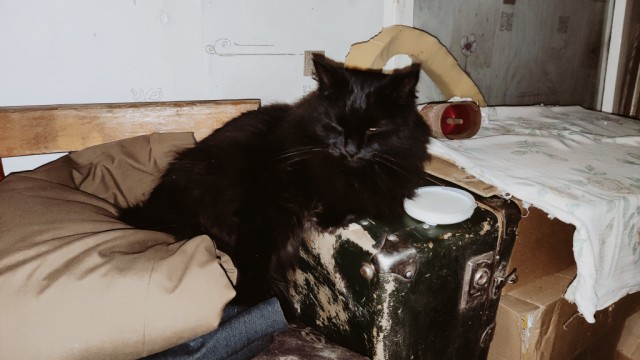 Ко мне пришёл кот