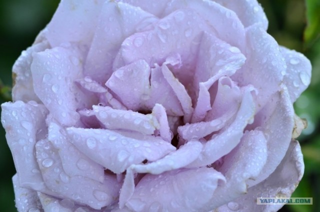 Путешествие по Северной Америке