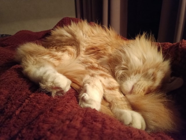 Кошка