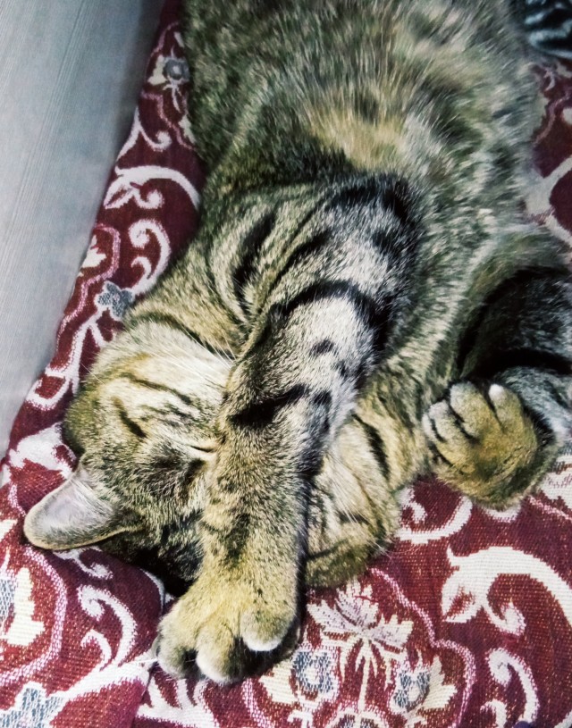 Котовторник 1.11.22