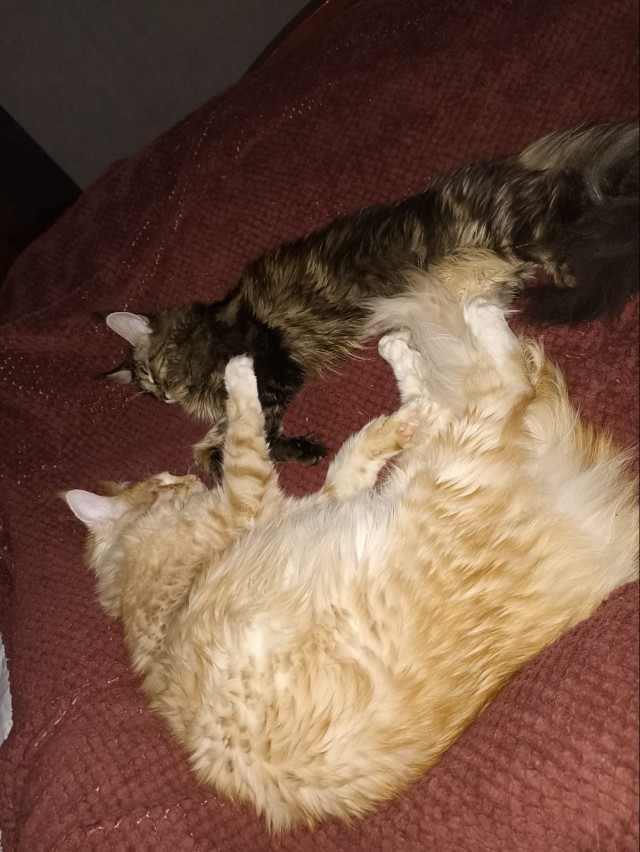Кошка