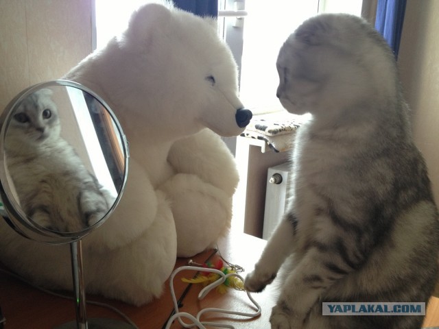 Котовторник 09.04.2013