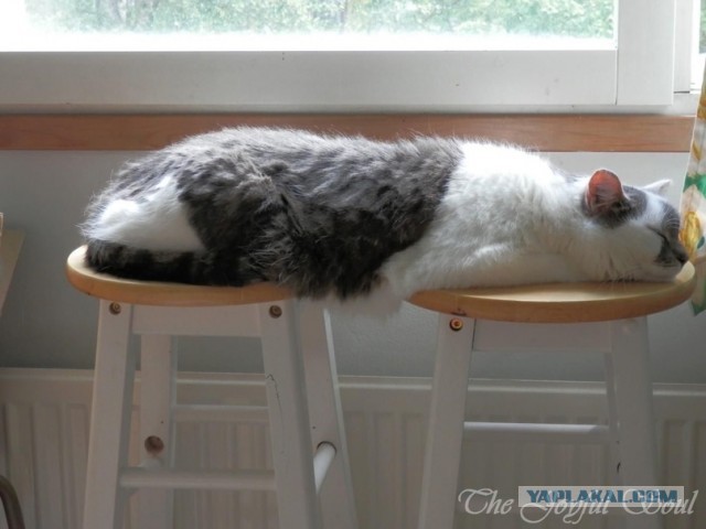 Ненужный кот