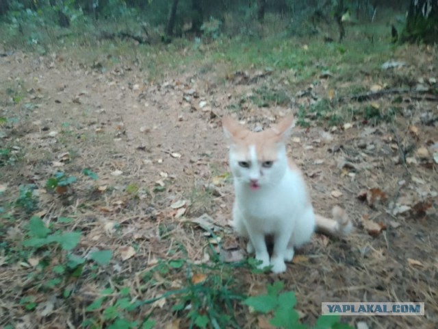 Жизнь домашнего приюта для котеек 464