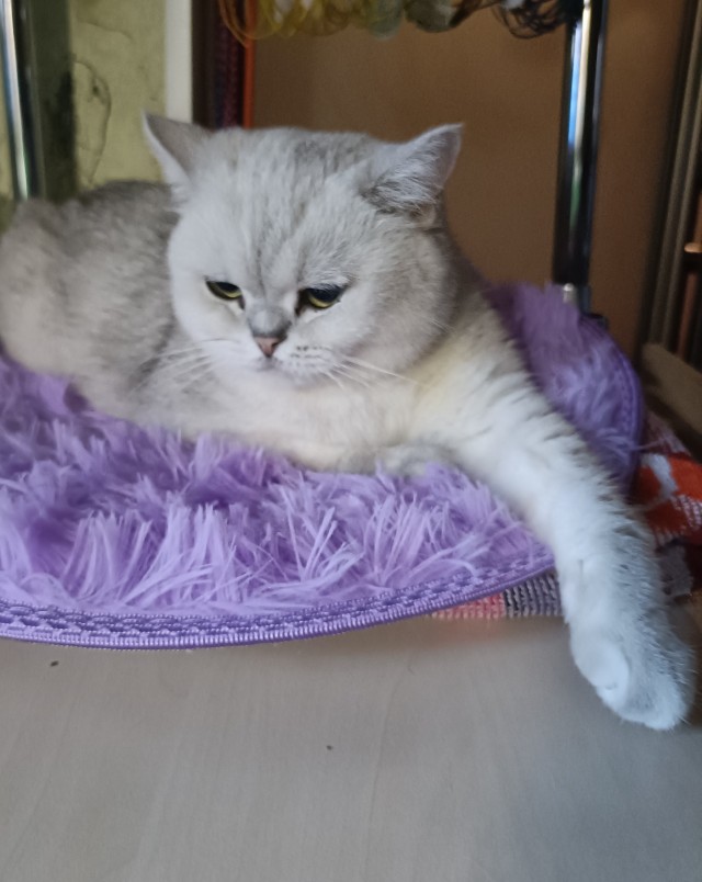 День уважения кошки