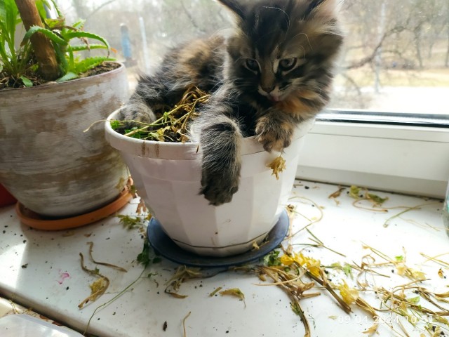 10 дней Васисуалия дома