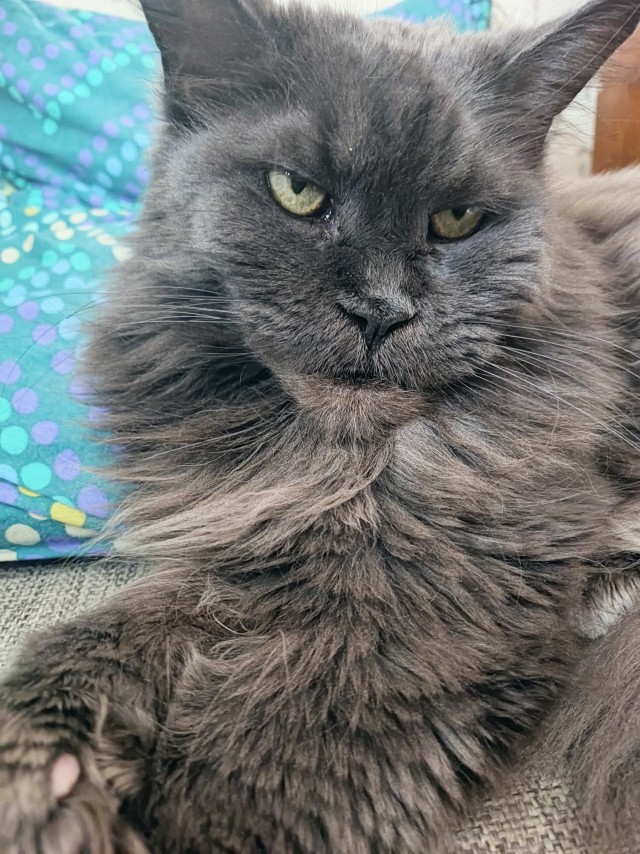 Мэйн-кун!  Котовторнику посвещается!