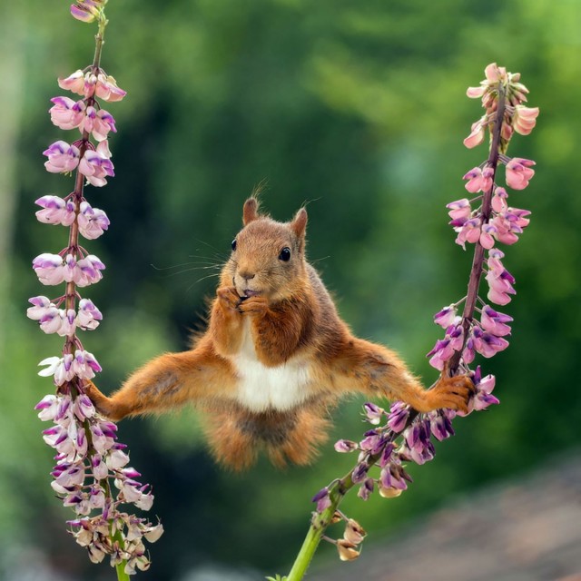 Самые смешные снимки животных в дикой природе за всю историю фотоконкурса Comedy Wildlife Photography Awards