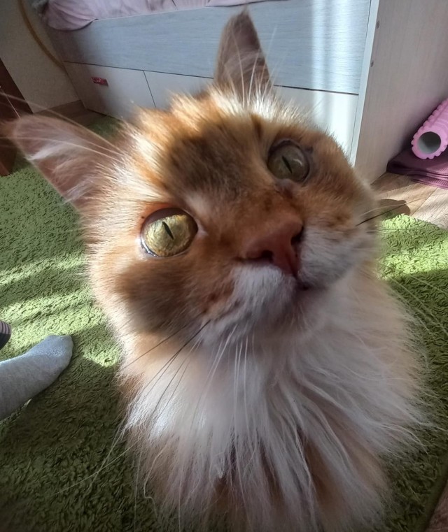 Котовторник