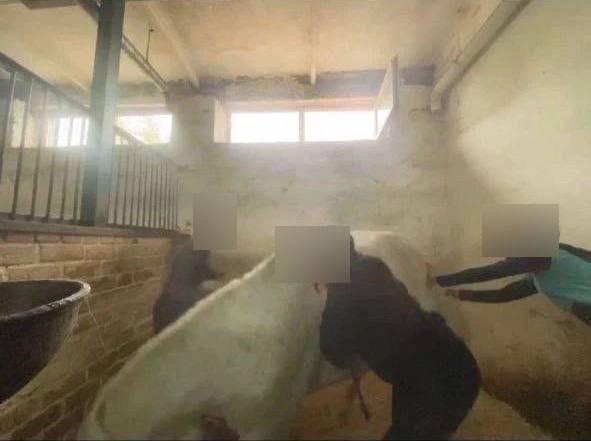 Компания девочек жестоко избила лошадь в Нижнем Новгороде.