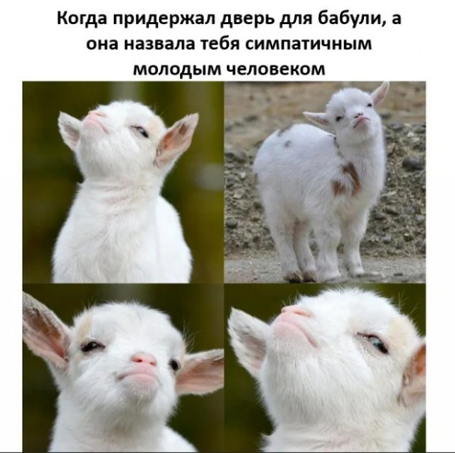 Веселые картинки в пятницу (25.07)