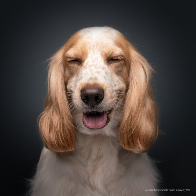 Самые смешные собаки-улыбаки за всю историю конкурса Comedy Pet Photography Awards