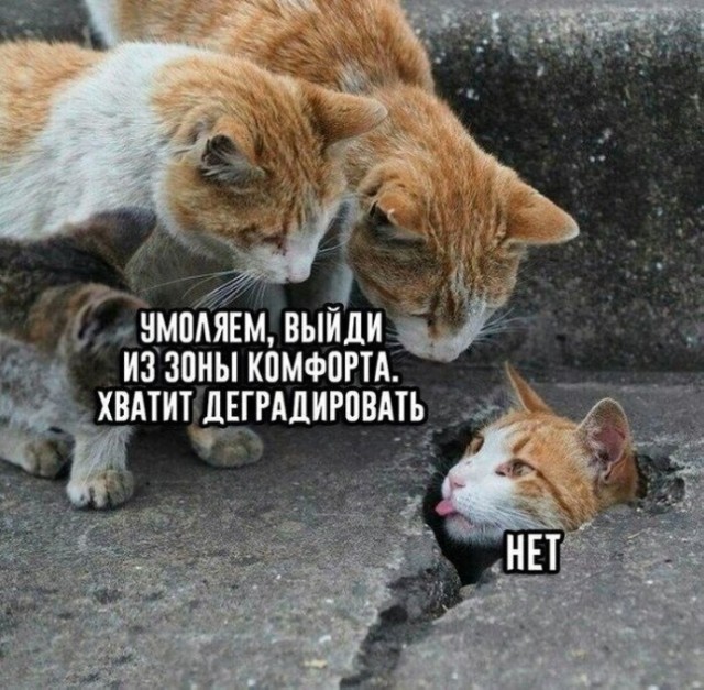 Так себе картинки 19.08.25