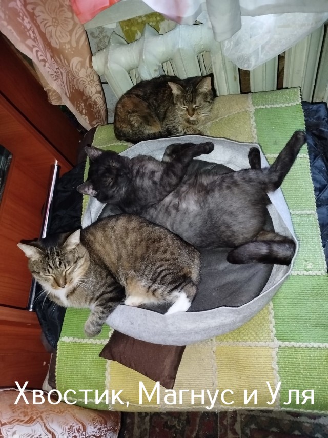 Жизнь домашнего приюта "Котоленд" 518