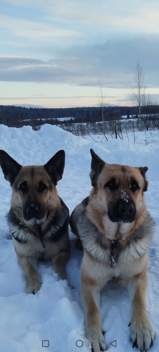 Собакочетверг