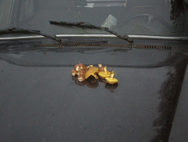 Институт семьи