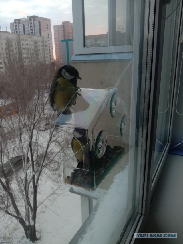 Синицы, кушают  много