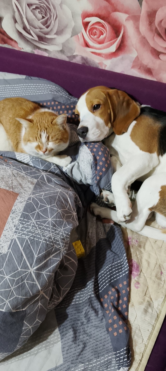Найди кота