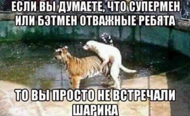 Так себе картинки 24.02.26