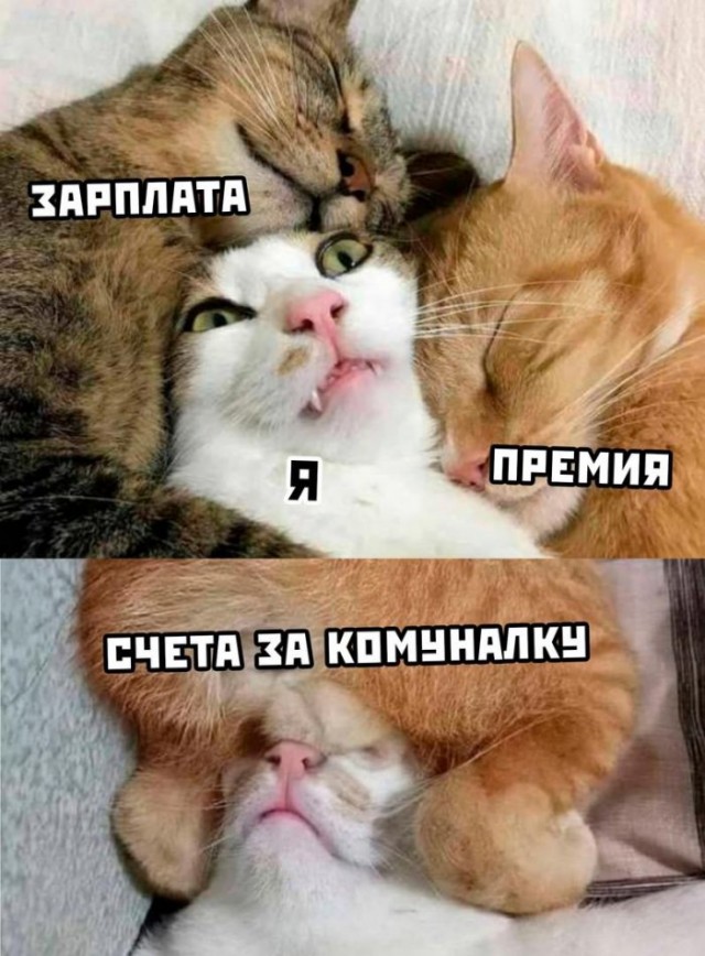 Веселые картинки в маленькую пятницу (04.03)