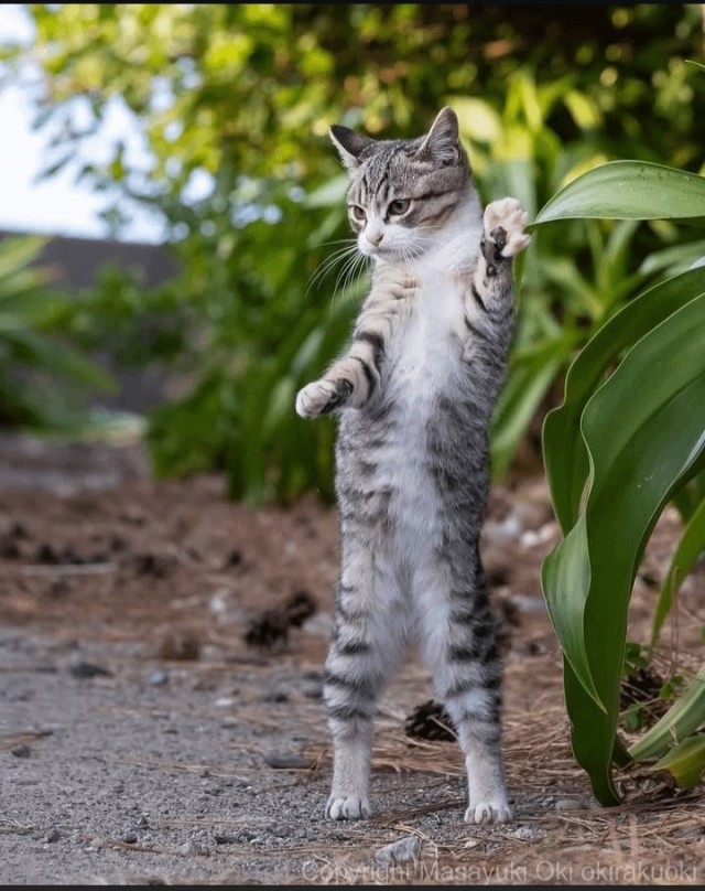 Котиков много не бывает))) отдохните от суетного мира
