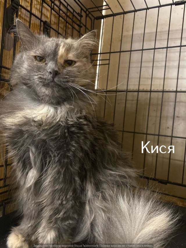Жизнь домашнего приюта "Котоленд" 540