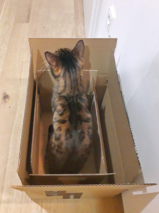 Коты и коробки