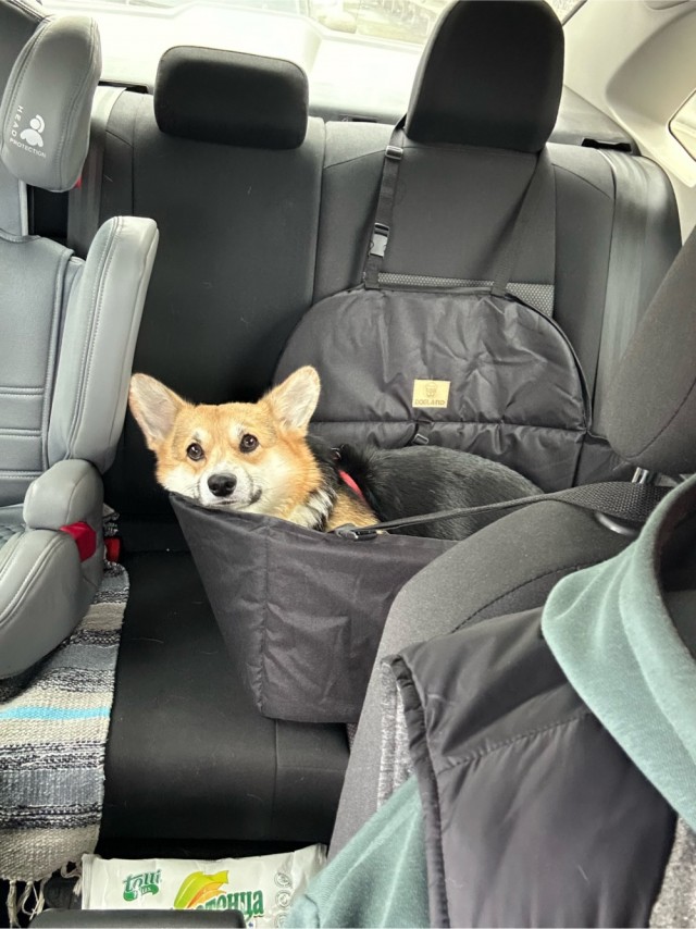 Собакочетверг же, но кошку из фото не выкинешь