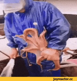 Добыча осминогов