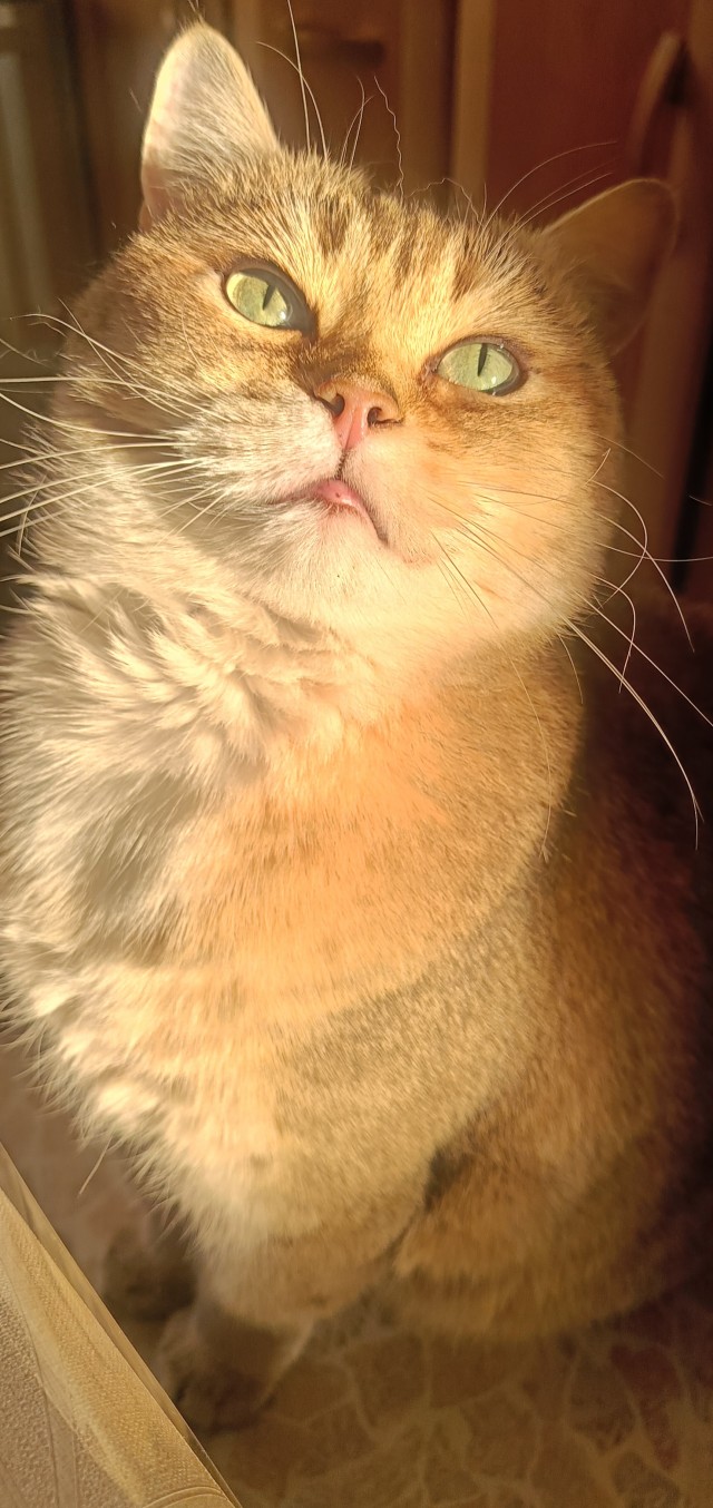 Котовторник