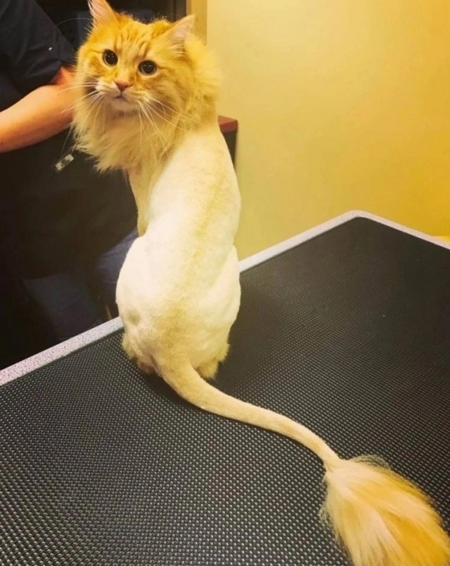 Котофторник жи