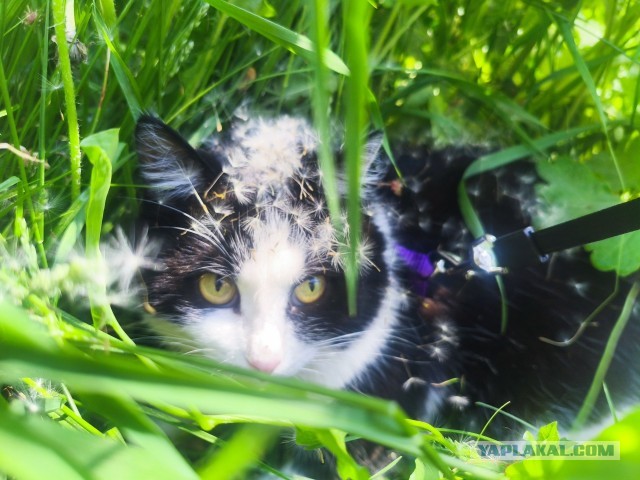 Котовторник#