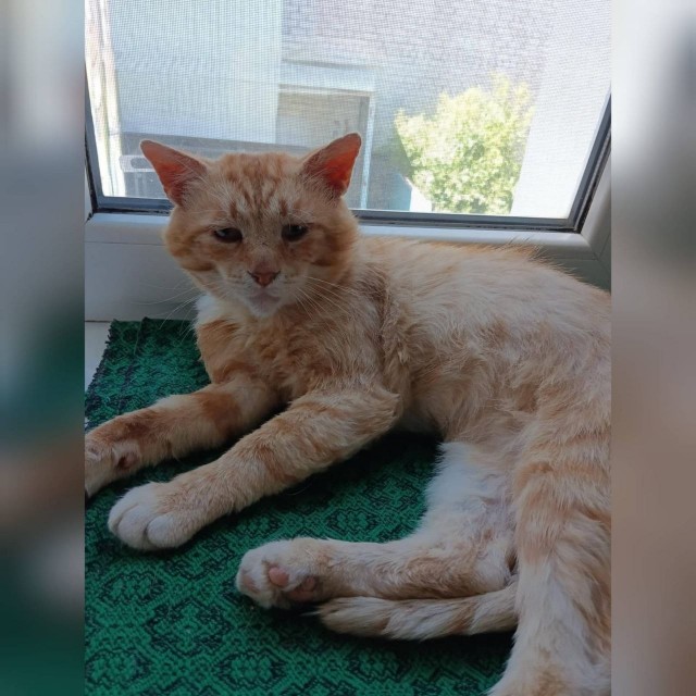 Жизнь домашнего приюта "Котоленд" 558