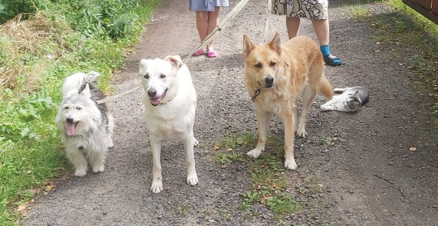 Клички собак
