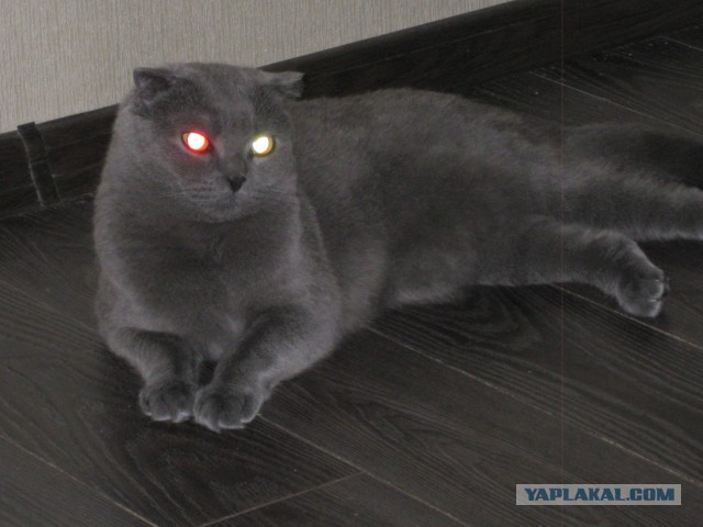 Котовторник   31.12.  2013