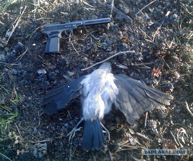 Пневматические винтовки