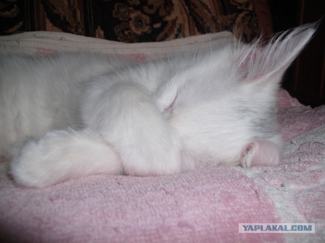 Котовторник 27.5.2014