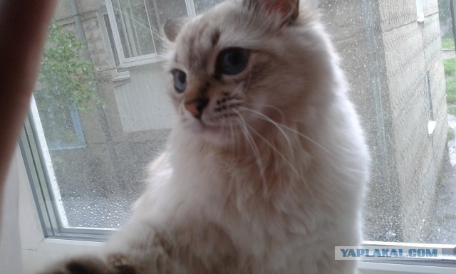 Котовторник 10.06.2014