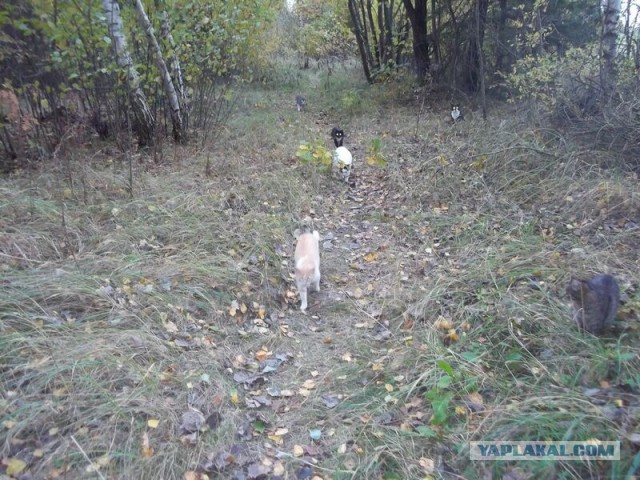 Жизнь домашнего приюта для котеек 30