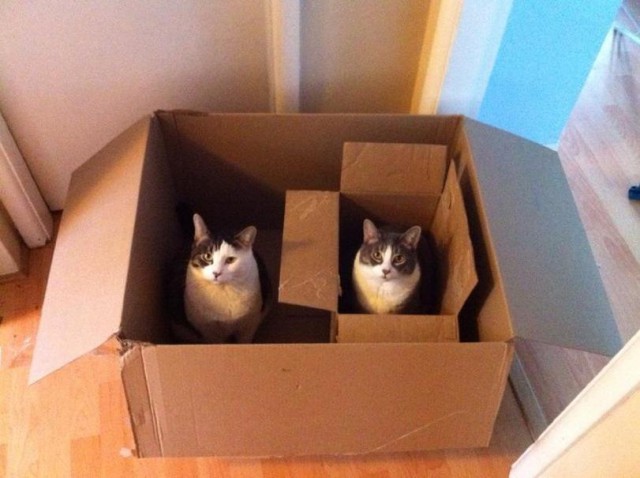 Котовторник 11.11.2014