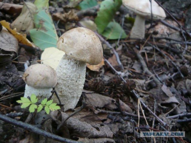 Вспомним лето! Вылазка за грибами.