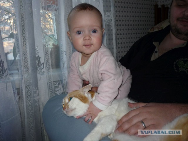 Котовторник 27.01.2015