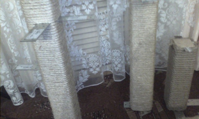 Котовторник