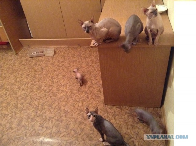Кастрация кошек и котов