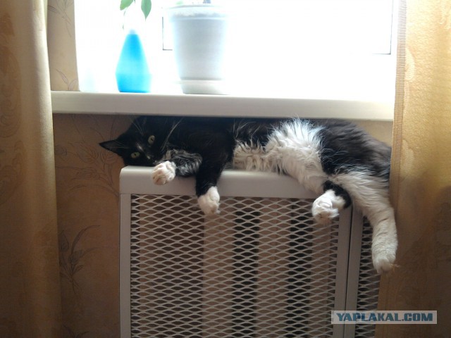Котовторник
