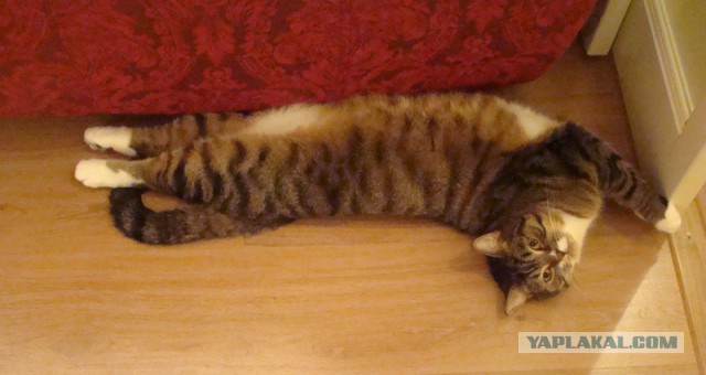 Котовторник 31.03.2015