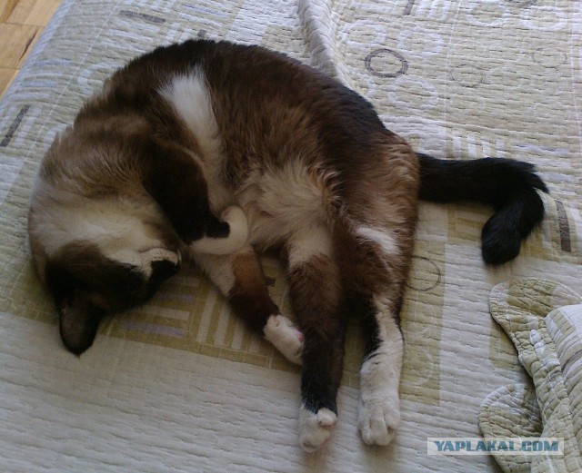 Котовторник 28.04.2015