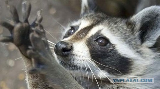Еноты, вперёд!